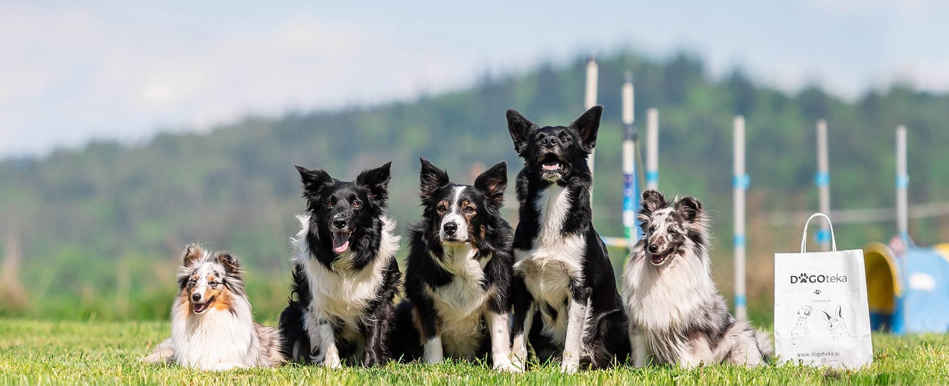 dogoteka slider