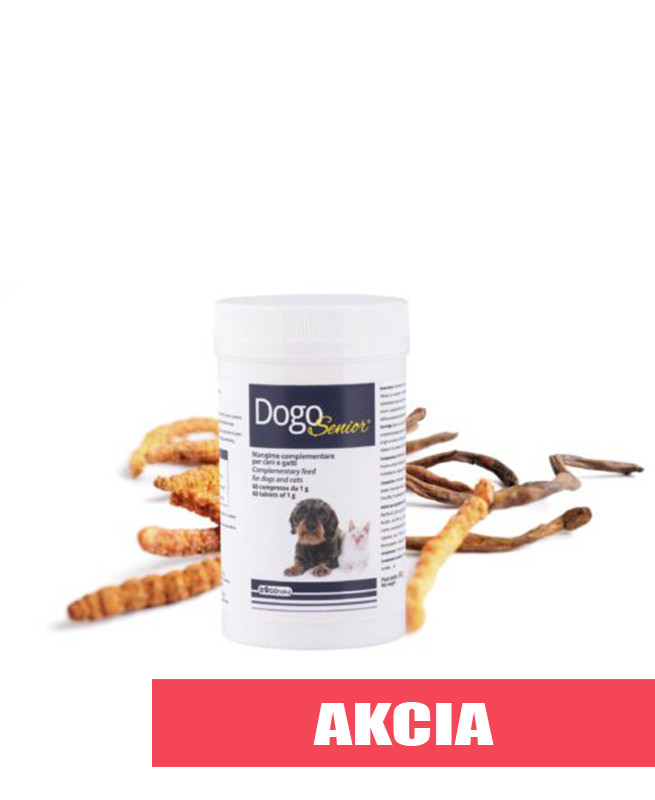 1745184444DogoSenior2025.jpg